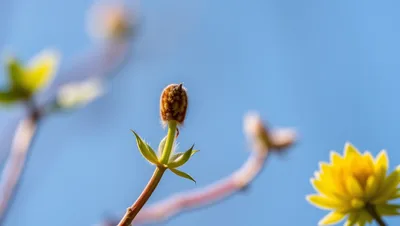 Budding Branch Yellow Flowers Blue Sky