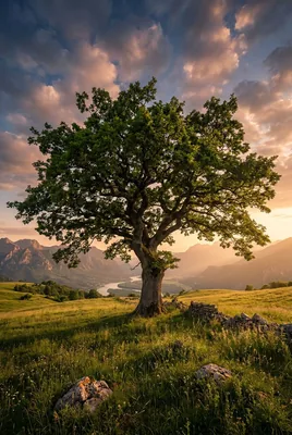 Lone Tree Hillside Sunset