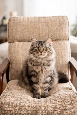 Maine Coon Cat on Beige Tweed Armchair